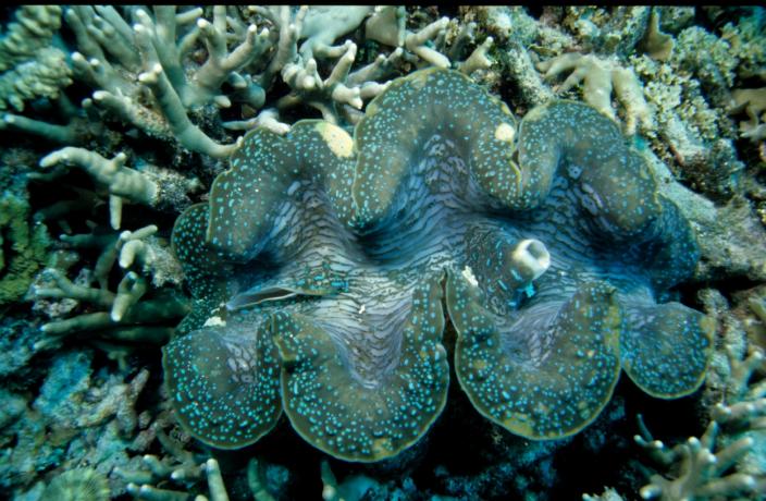 A green-blue mollusc